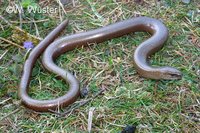 : Anguis fragilis; Slow Worm