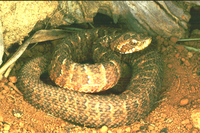 : Bothrops itapetiningae; Cerrado Dwarf Lancehead