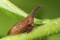 : Campylenchia latipes