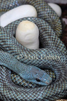 : Elaphe climacophora; Japanese Ratsnake