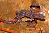 : Lepidoblepharis xanthostigma