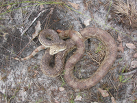 : Pituophis melanoleucus mugitus