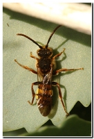 : Nomada sp.