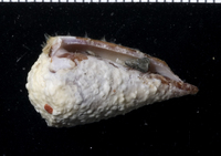 : Conus lithoglyphus