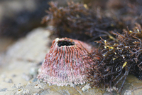: Tetraclita rubescens; Red Thatched Barnacle