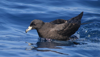 Fig. 1. Black Petrel (also known as Parkinson's Petrel) Procellaria parkinsoni