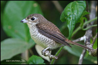 Tiger Shrike » Lanius tigrinus