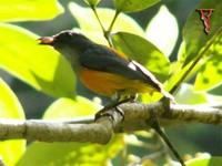 Orange-bellied Flowerpecker(Dicaeum trigonostigma)