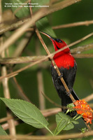 Crimson Sunbird (Male) Scientific name - Aethopyga siparaja