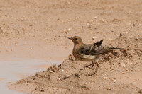 Red throated Pipit