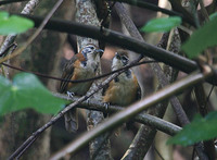 Greater Necklaced Laughing-thrush