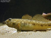 Sort kutling (Gobius niger) Foto/billede af