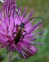 Stenurella melanura var. nigrosuturalis