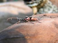 Rhagium bifasciatum