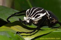 Goliathus goliatus