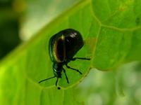 Gastrophysa viridula - Green Dock Beetle