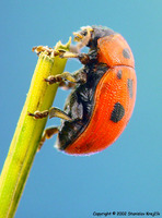 Gonioctena fornicata