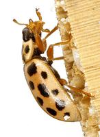 Anisosticta novemdecimpunctata