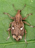 Graptus triguttatus