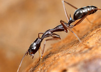 Odontomachus coquereli - Trap-Jaw Ant Madagascar