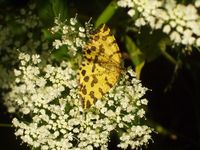 Pseudopanthera macularia - Speckled Yellow