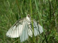 Siona lineata - Black-veined Moth