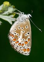 Aricia agestis - Brown Argus