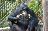 Bonobo (Pan paniscus)