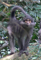 Sooty mangabey (Cercocebus atys)