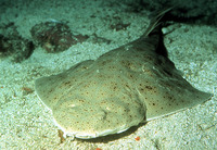 Squatina californica, Pacific angelshark: fisheries