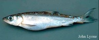 Coregonus kiyi, Kiyi: