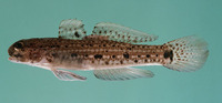 Istigobius nigroocellatus, Black-spotted goby: aquarium