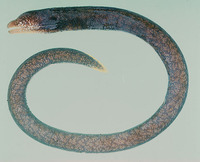 Uropterygius macrocephalus, Needle-tooth moray: fisheries, aquarium