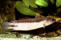 Ctenopoma pellegrini, :