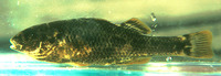 Percilia irwini, :