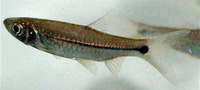 Rasbora paucisqualis, Largescaled rasbora: aquarium
