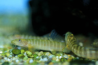 Schistura notostigma, Spotback loach: aquarium