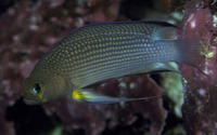 Pseudochromis polynemus, Longfin dottyback: