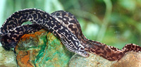 Gymnothorax polyuranodon, Freshwater moray: fisheries