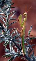 Mantis religiosa - Religious Mantis