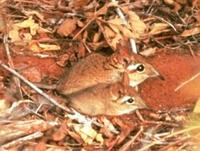 Image of: Elephantulus rufescens (East African long-eared elephant-shrew)