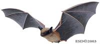 Image of: Eptesicus fuscus (big brown bat)