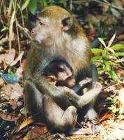 Image of: Macaca fascicularis (long-tailed macaque)