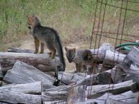 Image of: Urocyon cinereoargenteus (gray fox)