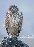 Circus cyaneus - Hen Harrier