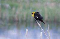 Xanthocephalus xanthocephalus - Yellow-headed Blackbird