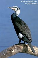 Phalacrocorax carbo - Cormorant