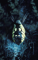 Image of: Argiope aurantia (black-and-yellow argiope)