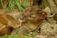 Cryptoprocta ferox - Fossa