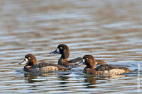 Image of: Aythya affinis (lesser scaup)
